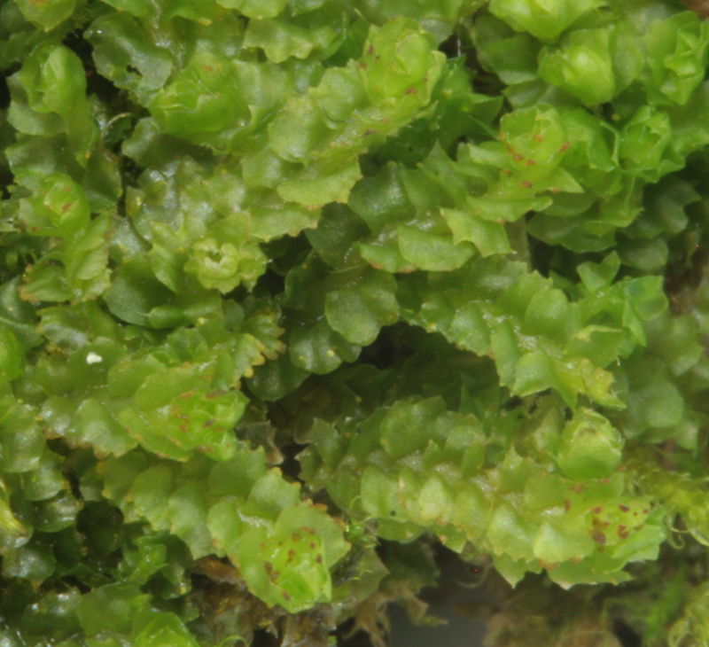 Barbilophozia hatcheri
